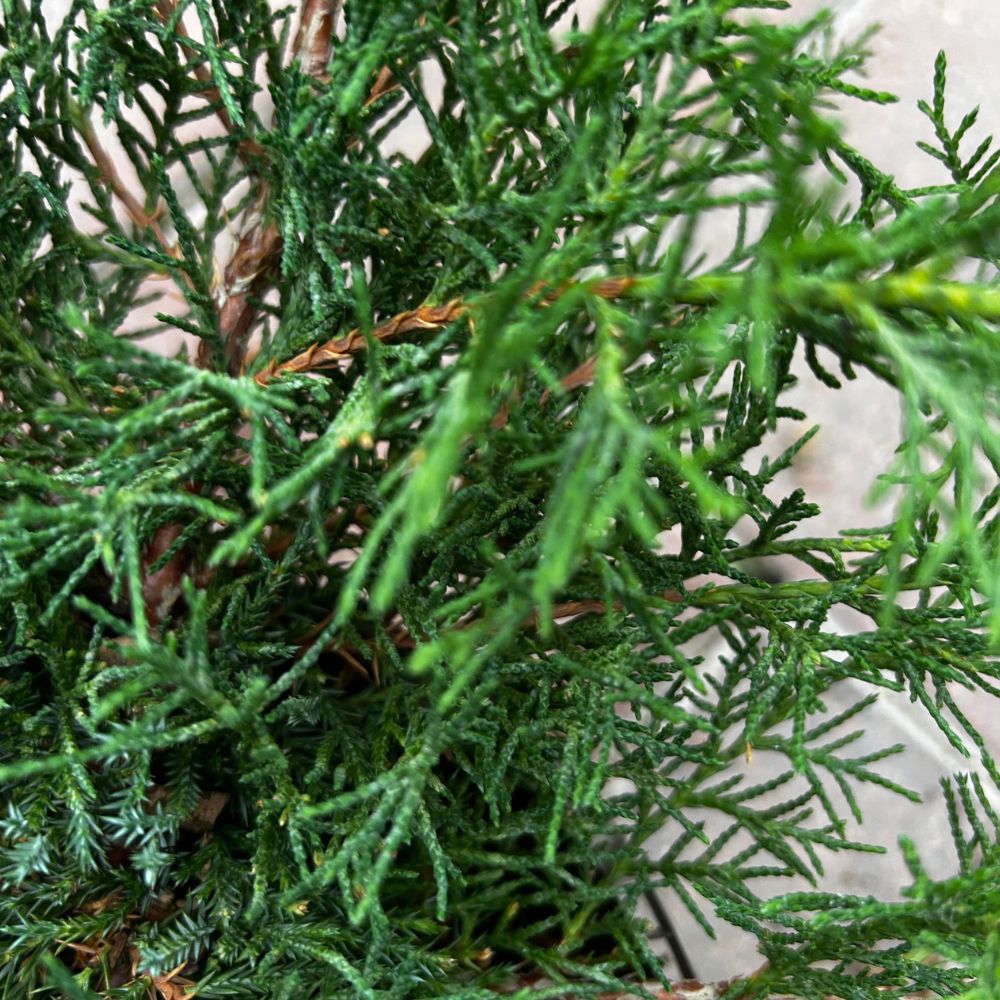 Juniperus 'Old Gold' Conifer Plant - 3Ltr Pot