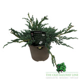 Juniperus 'Blue Carpet' Conifer Plant - 3Ltr Pot