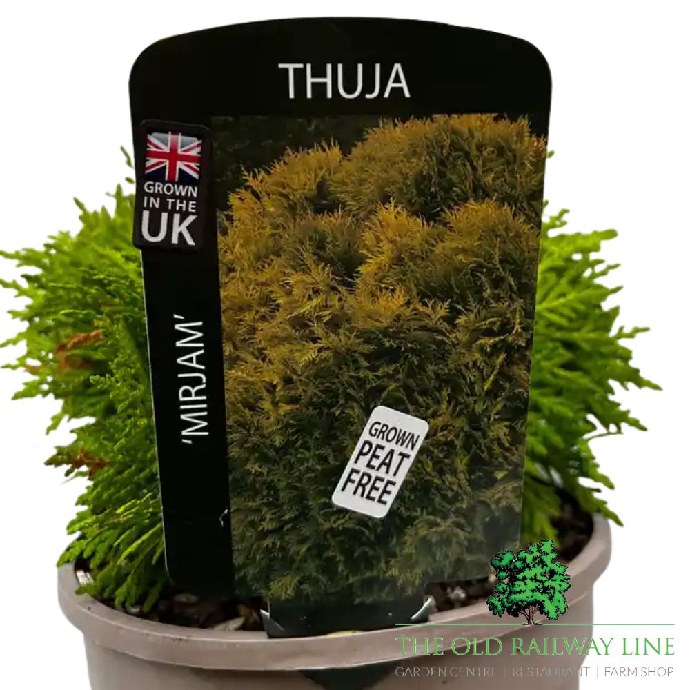 Thuja 'Mirjam' Conifer Plant - 3Ltr Pot