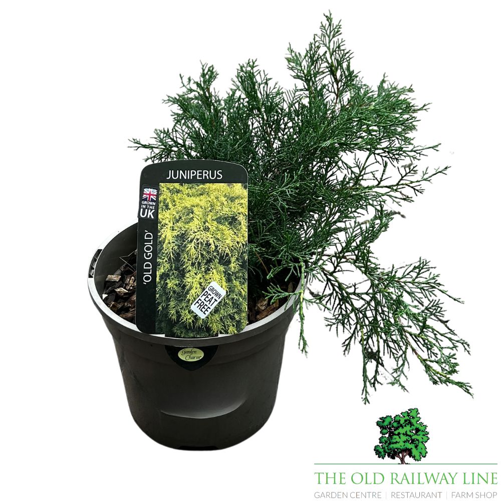 Juniperus 'Old Gold' Conifer Plant - 3Ltr Pot
