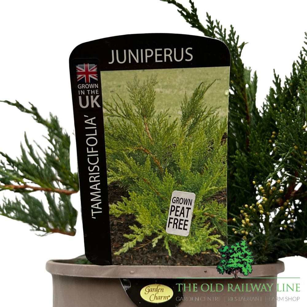 Juniperus 'Tamariscifolia' Conifer Plant - 3Ltr Pot
