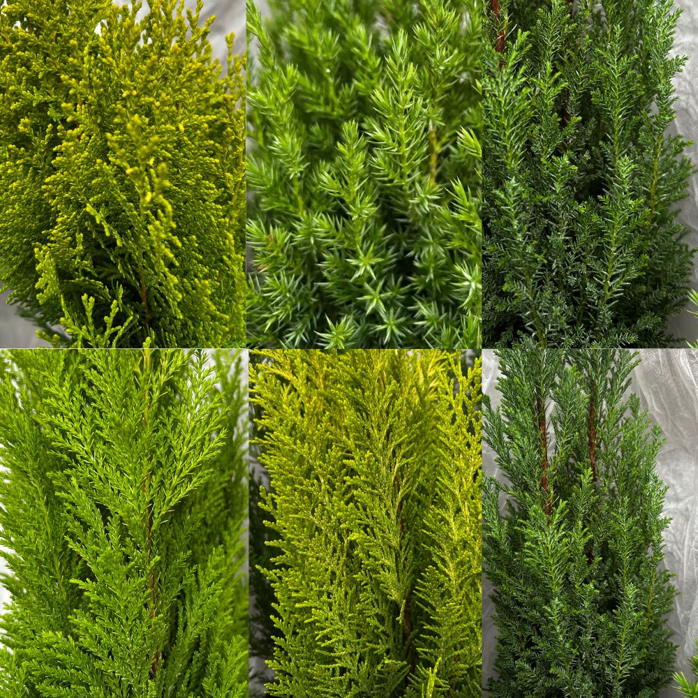 Conifer Mix Conifer Plants - 1Ltr Pot