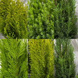 Conifer Mix Conifer Plants - 1Ltr Pot