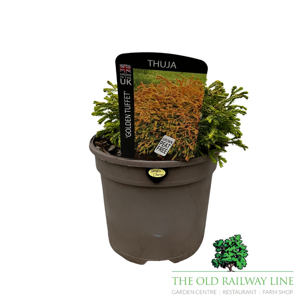 Thuja 'Golden Tuffet' Plant - 3Ltr Pot