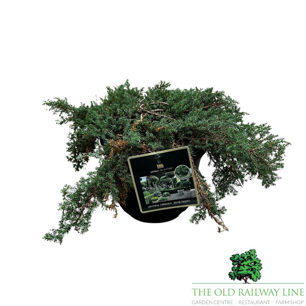 Juniperus 'Green Carpet' Conifer Plant - 5Ltr Pot