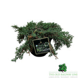 Juniperus 'Green Carpet' Conifer Plant - 5Ltr Pot