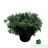 Chamaecyparis 'Pygmaea' Conifer Plant - 7.5Ltr Pot