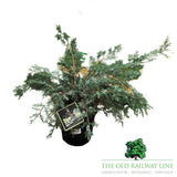 Juniperus Chin. Blue Alps Conifer Plant - 7.5Ltr Pot