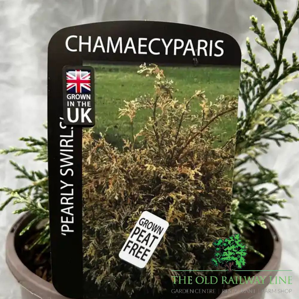 Chamaecyparis lawsoniana 'Pearly Swirls' Conifer Plant - 3Ltr Pot