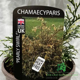 Chamaecyparis lawsoniana 'Pearly Swirls' Conifer Plant - 3Ltr Pot