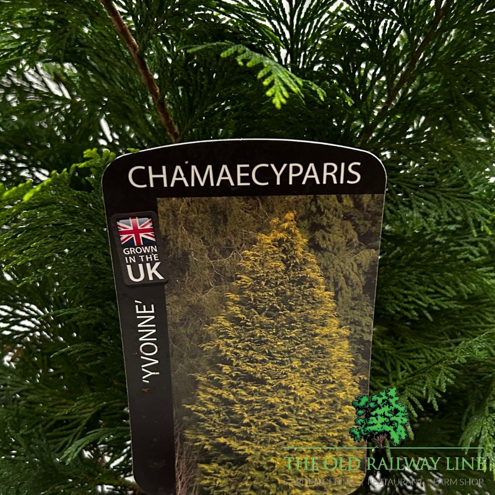 Chamaecyparis lawsoniana 'Yvonne' Plant 3ltr Pot