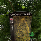 Chamaecyparis lawsoniana 'Yvonne' Plant 3ltr Pot