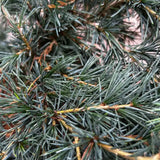 Cedrus deodara 'Feeling Blue' Plant - 5Ltr Pot