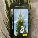 Juniperus scopulorum ‘Blue Arrow’ Juniper Plant - 3Ltr Pot