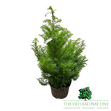 Cryptomeria 'Elegans Compacta' Conifer Plant - 10Ltr Pot