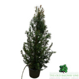 Picea 'Glauca Conica' Conifer Plant - 3Ltr Pot