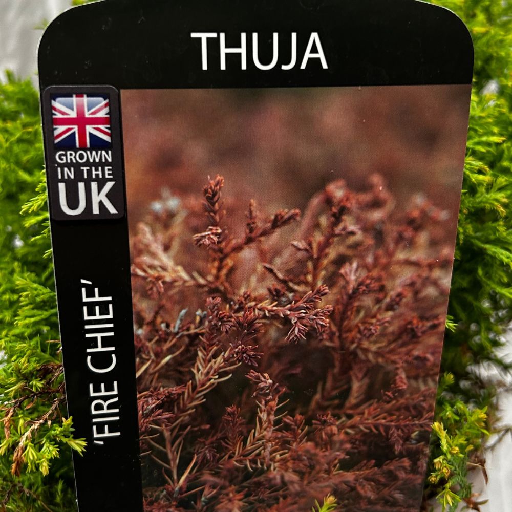 Thuja 'Fire Chief' Conifer Plant - 7.5Ltr Pot