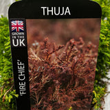 Thuja 'Fire Chief' Conifer Plant - 7.5Ltr Pot