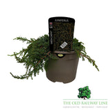 Juniperus 'Green Carpet' Conifer Plant - 3Ltr Pot