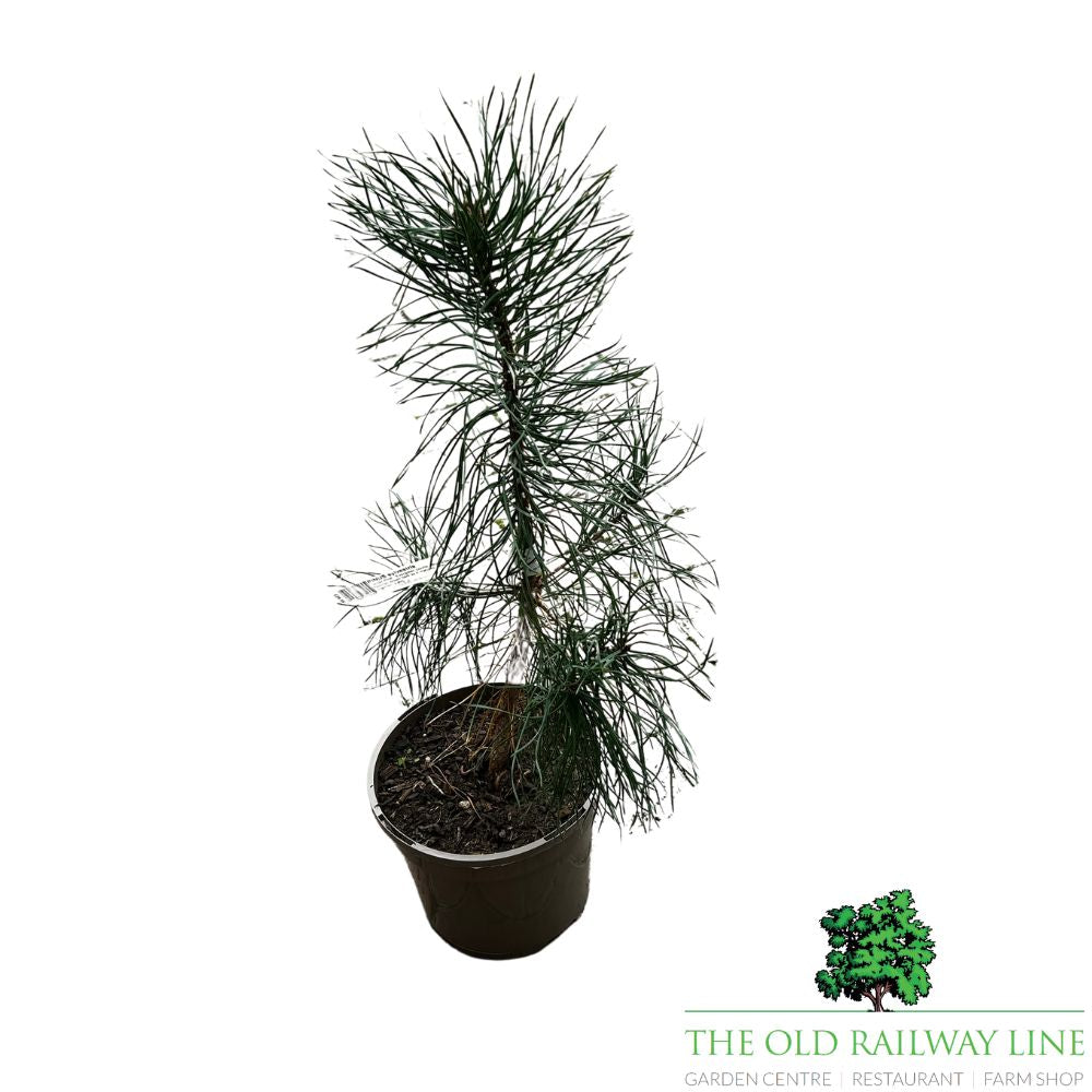 Pinus 'Sylvestris' Conifer Plant - 3Ltr Pot