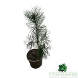 Pinus 'Sylvestris' Conifer Plant - 3Ltr Pot