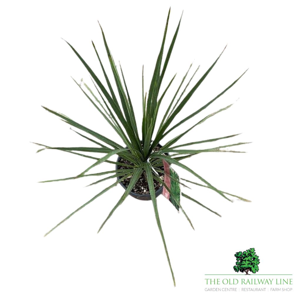 Cordyline Australis Plant - 10Ltr Pot