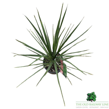 Cordyline Australis Plant - 10Ltr Pot
