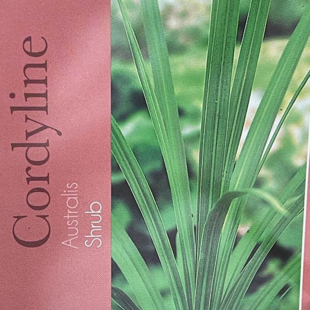 Cordyline Australis Plant - 10Ltr Pot