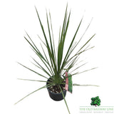Cordyline Australis Plant - 10Ltr Pot