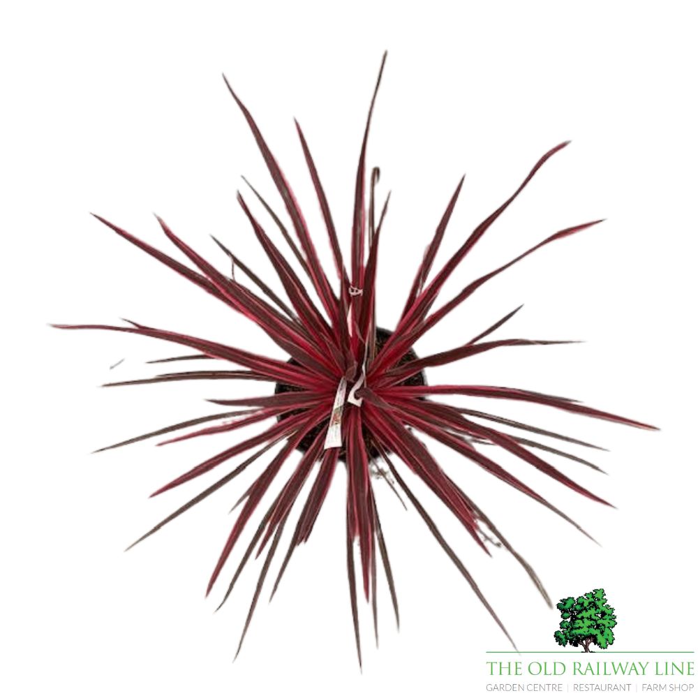 Cordyline Australis 'Charlie Boy' Plant - 10Ltr Pot