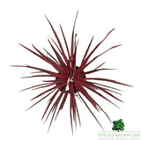 Cordyline Australis 'Charlie Boy' Plant - 10Ltr Pot