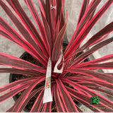 Cordyline Australis 'Charlie Boy' Plant - 10Ltr Pot