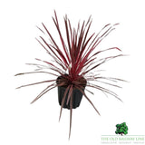 Cordyline Australis 'Charlie Boy' Plant - 10Ltr Pot