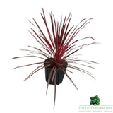 Cordyline Australis 'Charlie Boy' Plant - 10Ltr Pot - Old Railway Line Garden Centre