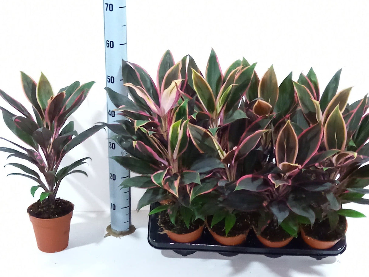 Cordyline Fruticosa 'Rumba' Houseplant 13cm Pot - Old Railway Line Garden Centre