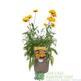 Coreopsis grandiflora 'Presto Yellow' Tickseed Plant - 2Ltr Pot