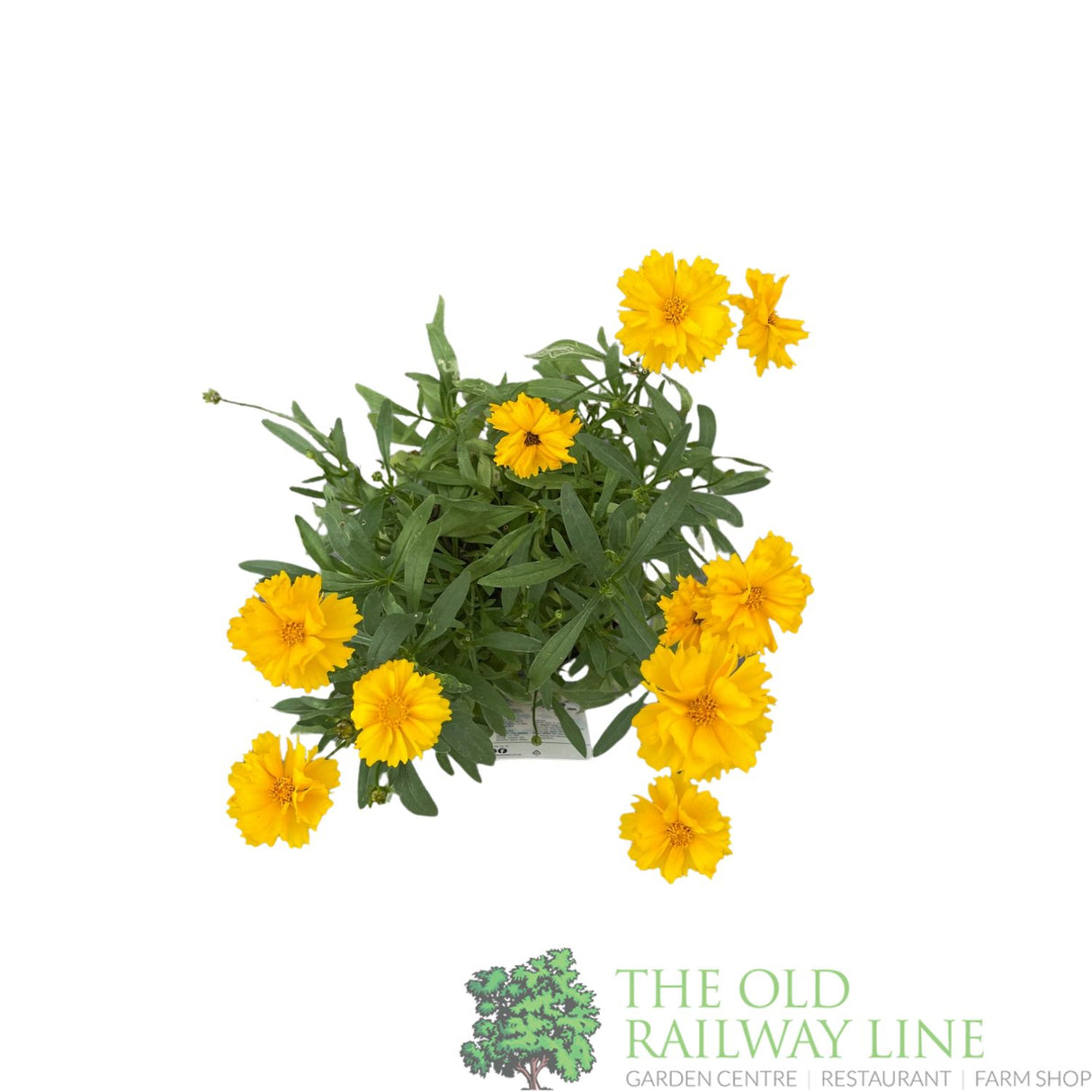 Coreopsis grandiflora 'Presto Yellow' Tickseed Plant - 2Ltr Pot