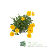 Coreopsis grandiflora 'Presto Yellow' Tickseed Plant - 2Ltr Pot