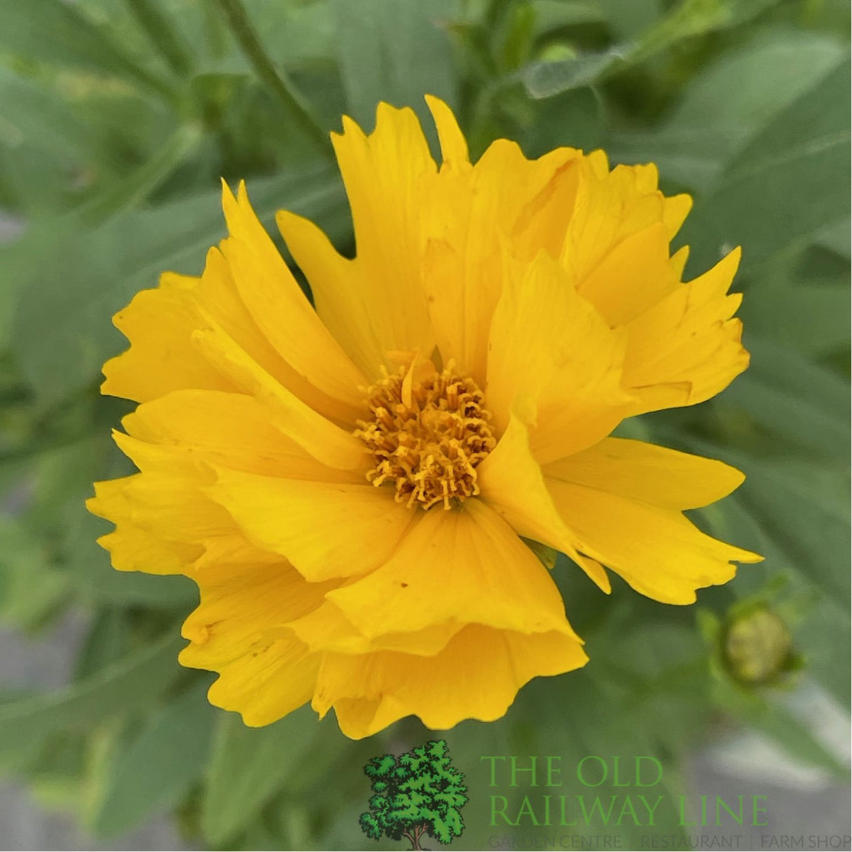 Coreopsis grandiflora 'Presto Yellow' Tickseed Plant - 2Ltr Pot