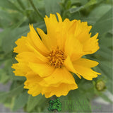 Coreopsis grandiflora 'Presto Yellow' Tickseed Plant - 2Ltr Pot