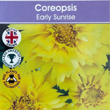 Coreopsis grandiflora 'Early Sunrise' Tickseed Plant - 3Ltr Pot
