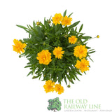Coreopsis grandiflora 'Early Sunrise' Tickseed Plant - 3Ltr Pot