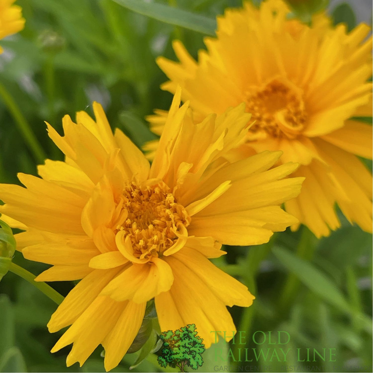 Coreopsis grandiflora 'Early Sunrise' Tickseed Plant - 3Ltr Pot