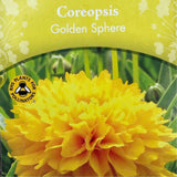 Coreopsis 'Solanna Golden Sphere' Tickseed Plant - 2Ltr Pot