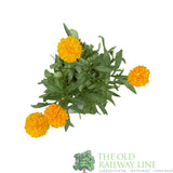 Coreopsis 'Solanna Golden Sphere' Tickseed Plant - 2Ltr Pot