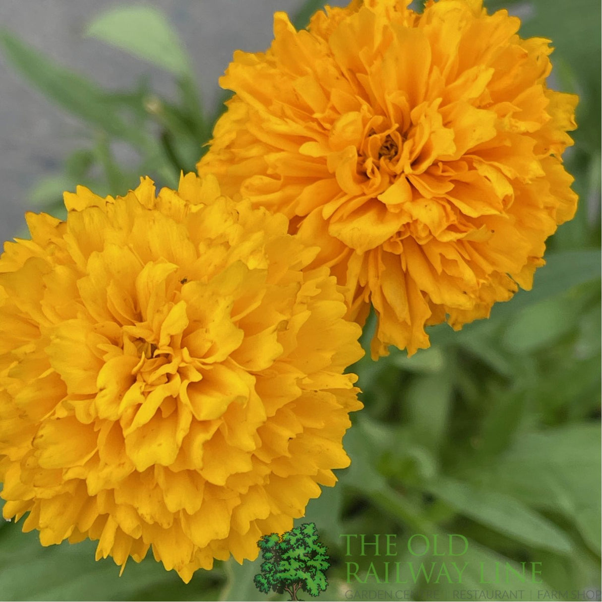 Coreopsis 'Solanna Golden Sphere' Tickseed Plant - 2Ltr Pot