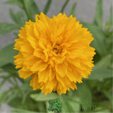Coreopsis 'Solanna Golden Sphere' Tickseed Plant - 2Ltr Pot
