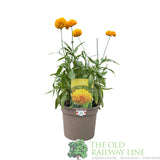 Coreopsis 'Solanna Golden Sphere' Tickseed Plant - 2Ltr Pot