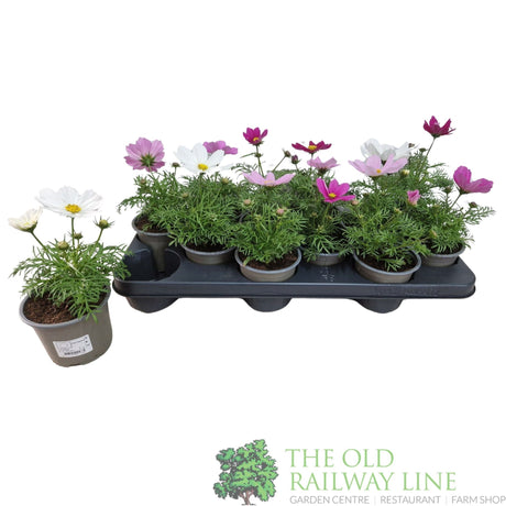Cosmos Mix 10.5cm Pot - Old Railway Line Garden Centre