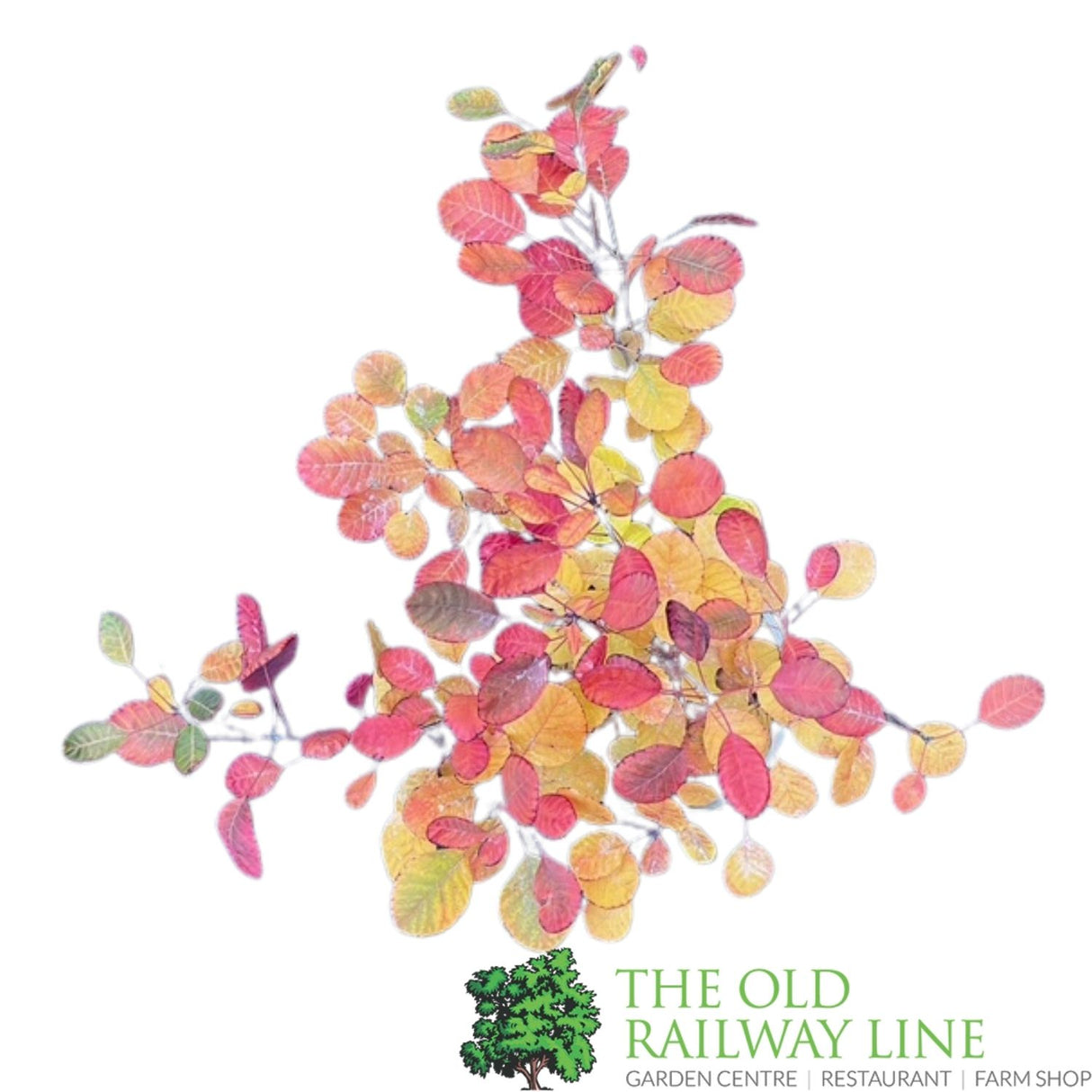 Cotinus 'Lilla' Smoke Bush Plant - 3Ltr Pot